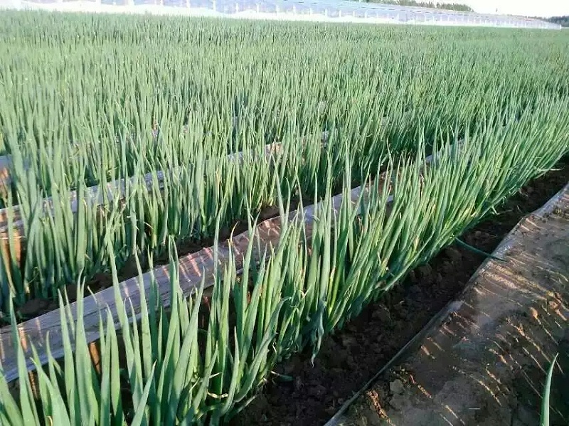 大蔥種植時間和方法