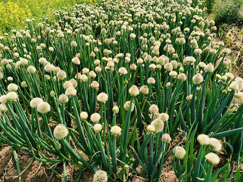 大蔥種植技術