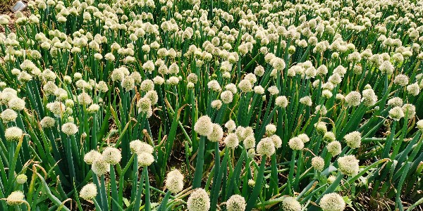 大蔥種植技術(shù)
