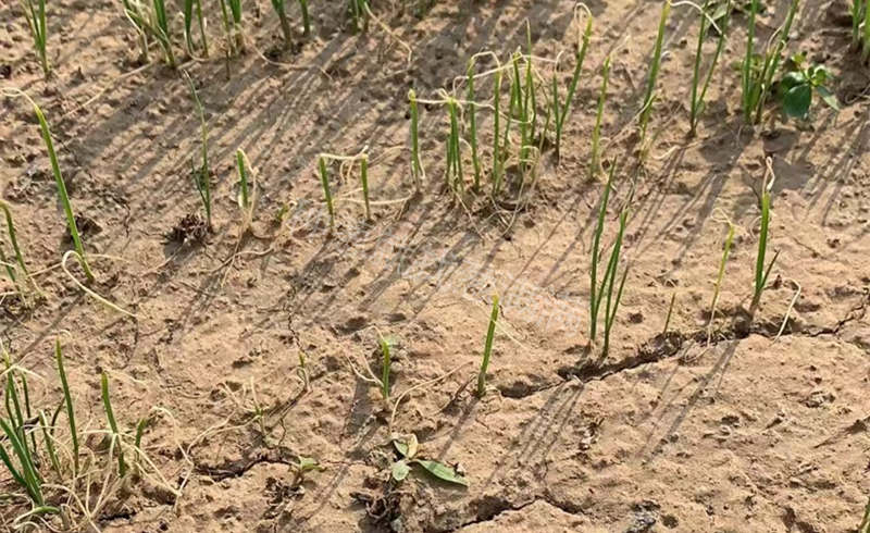 除草劑藥害