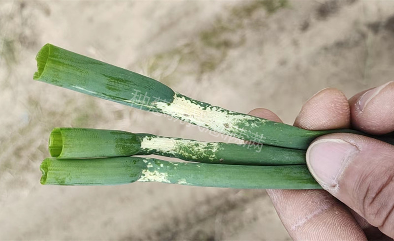 大蔥除草劑藥害