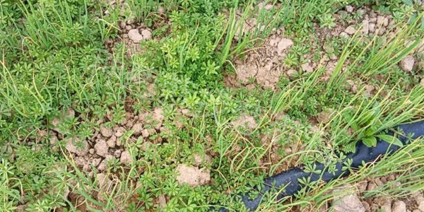 蔥田用什么藥除草好?大蔥除草劑使用不當有哪些后果?