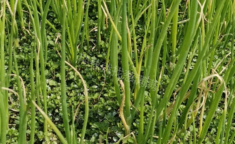 大蔥苗床雜草