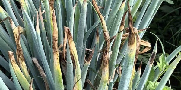 大蔥干尖黃葉原因解析(內附處理方案)