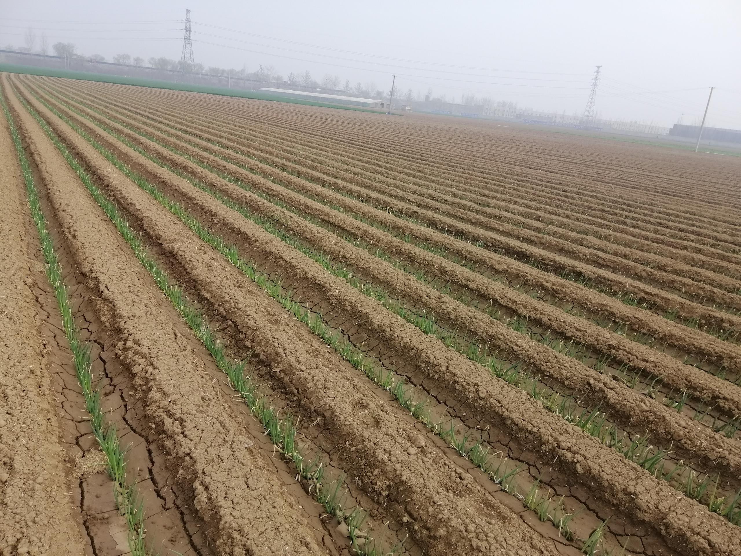 大蔥種植技術：為什么大蔥要進行輪作種植？