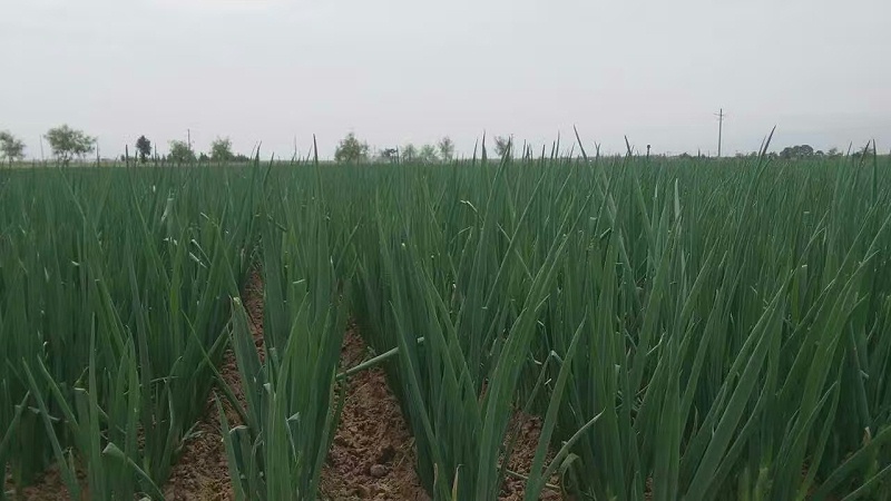 大蔥種植技術