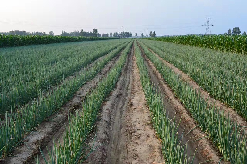 大蔥種植技術