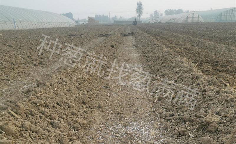 大蔥地塊實拍