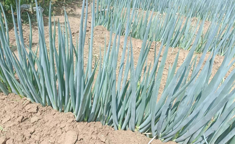 錦藏平溝期