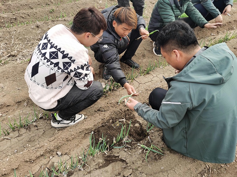 大蔥種植技術
