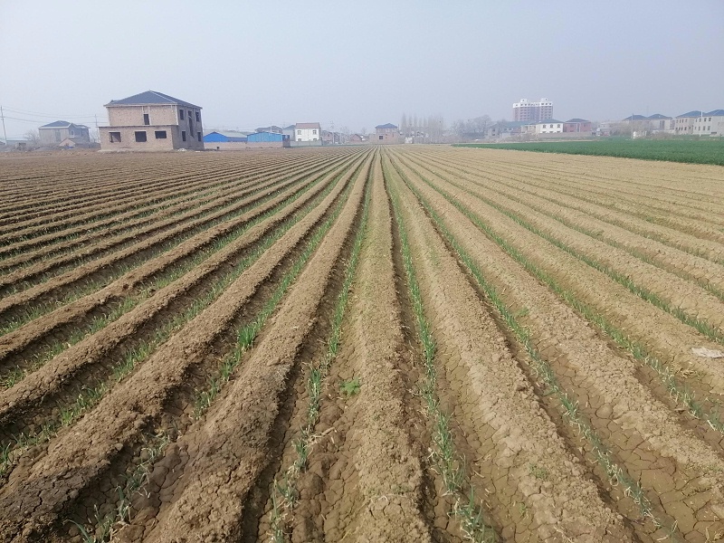 大蔥種植技術