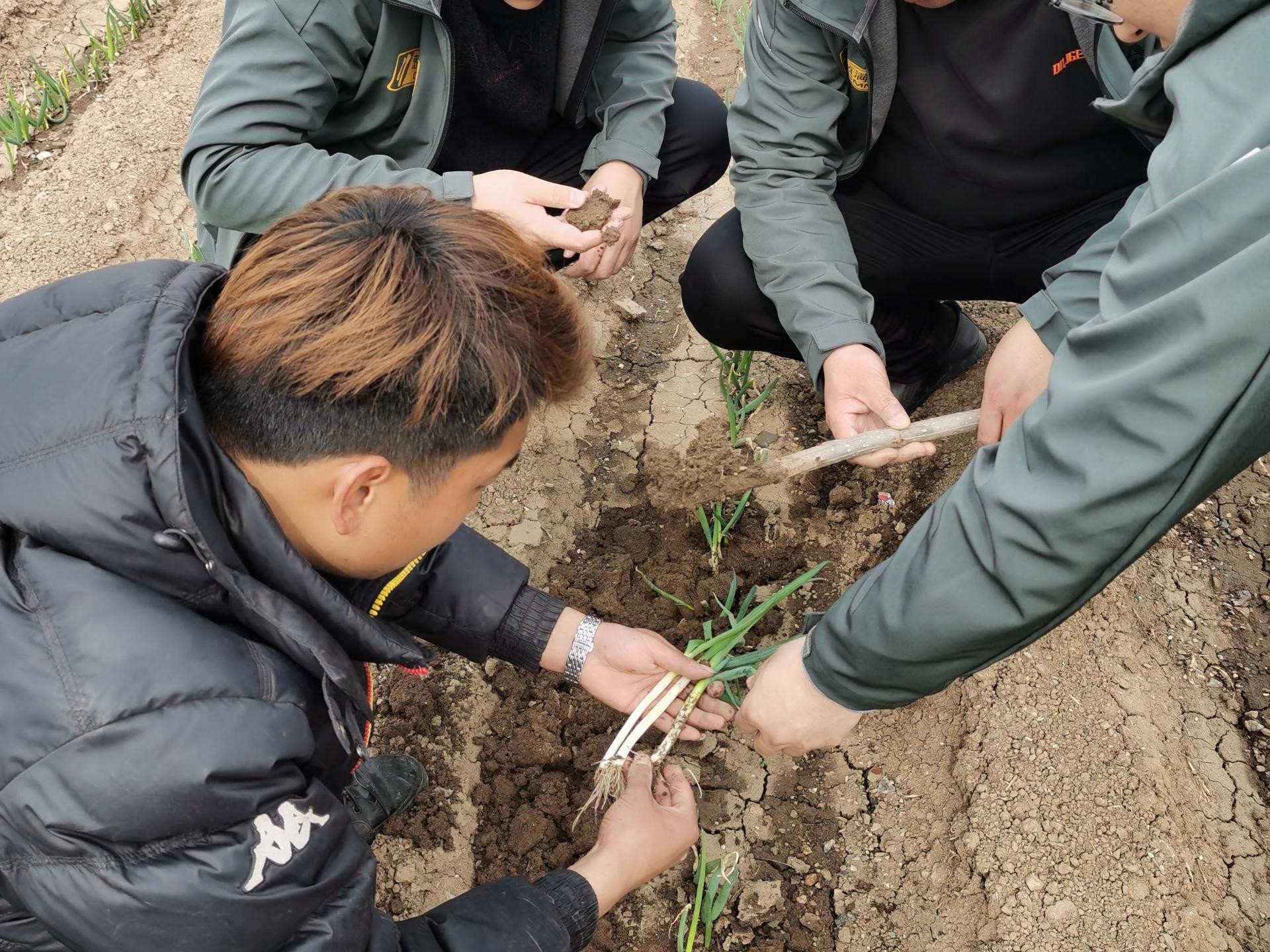大蔥種植技術