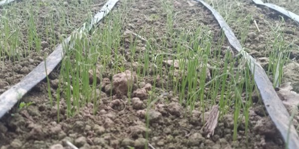 大蔥種植技術(shù)之春季育苗有哪些注意事項(xiàng)