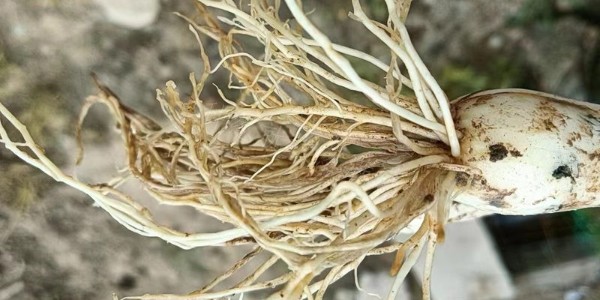 大蔥爛根干尖黃葉?正確用藥是關(guān)鍵