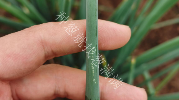 蔥薊馬危害有什么特征？蔥薊馬如何防治？