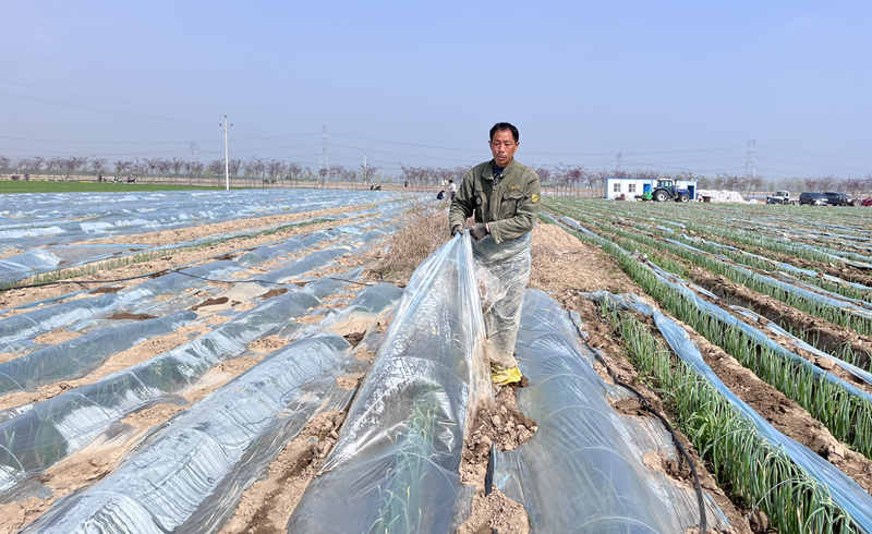 蔥滿滿基地揭膜