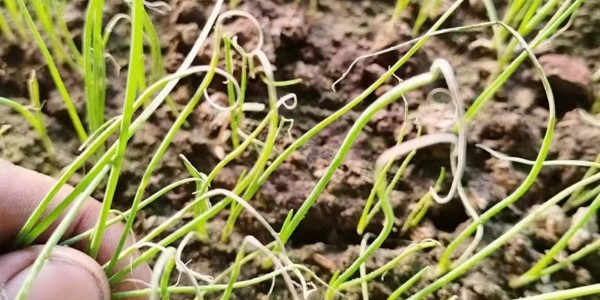 緊急!蔥苗干枯發(fā)黃是怎么回事?
