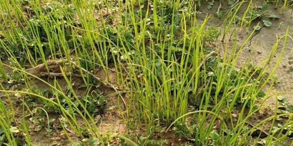 大蔥苗床雜草太多怎么辦?除草劑使用注意事項您都知道嗎?