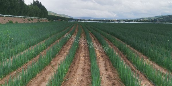 夏天高溫如何種蔥?蔥滿滿手把手教您種蔥