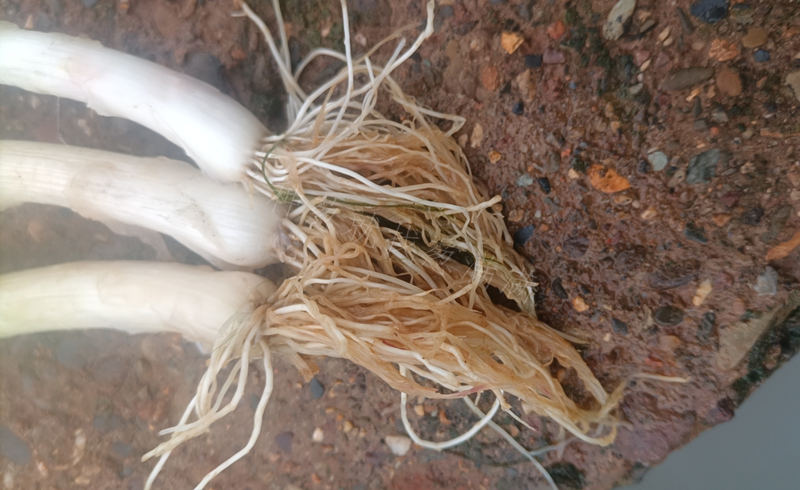 水淹過(guò)的蔥