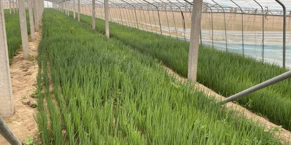 種植大蔥選擇水溶肥的誤區有哪些?