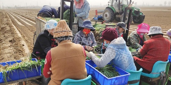 蔥滿滿邀您見證機械種蔥：種蔥忙，移栽“神器”來幫忙