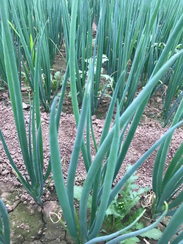 大蔥種植技術(shù)