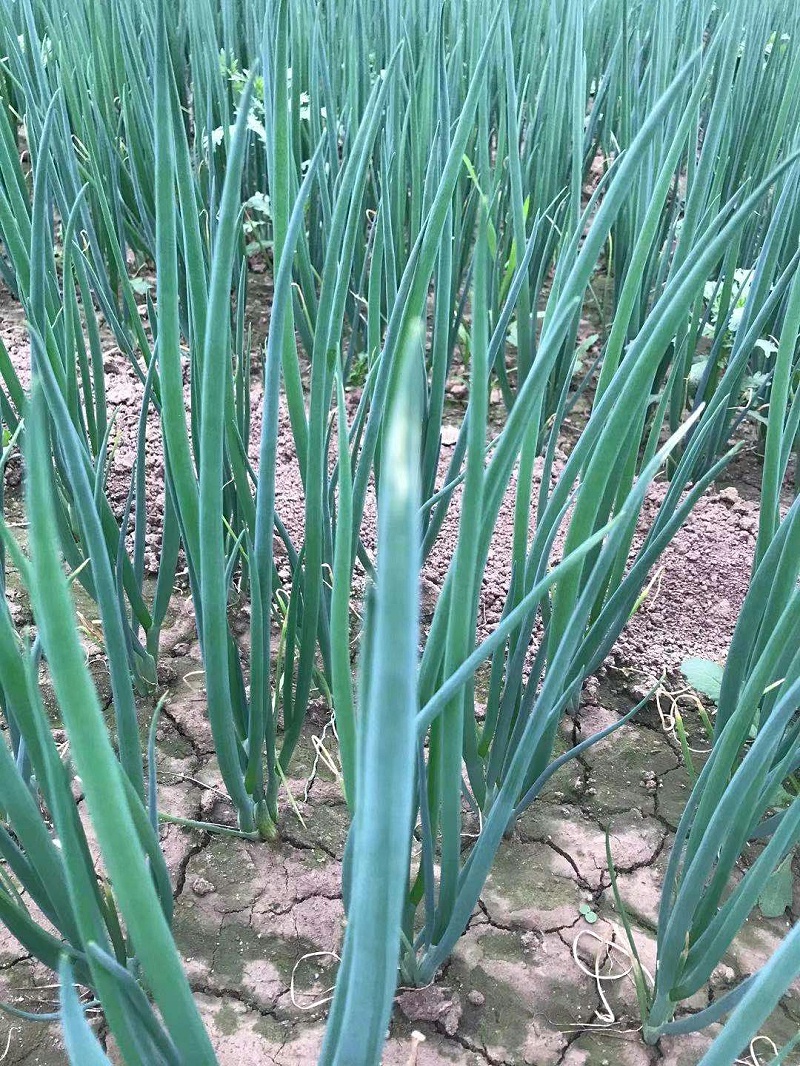 大蔥種植技術(shù)