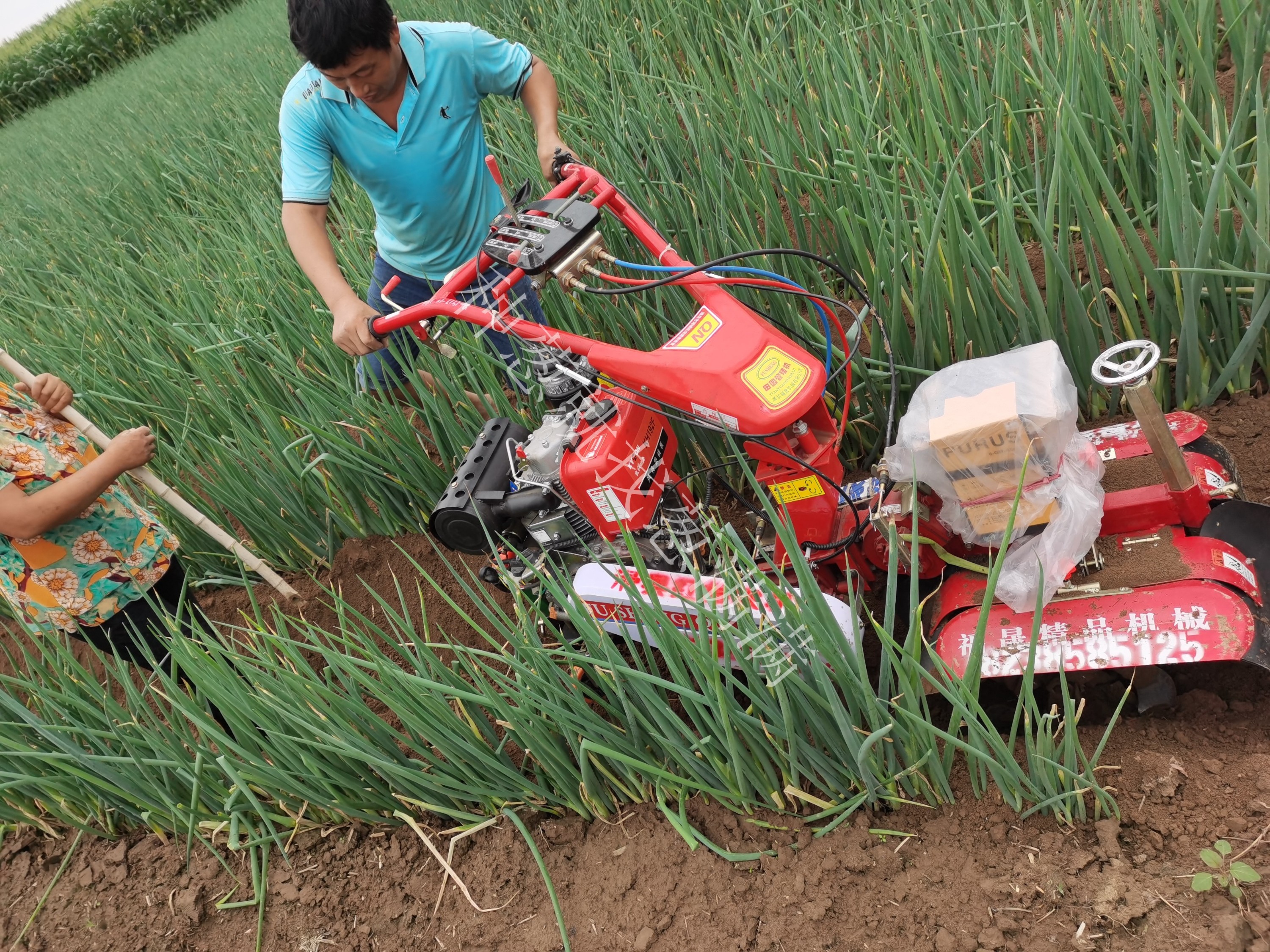 大蔥種植技術(shù)