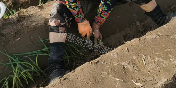 您的大蔥移栽了嗎?冬季移栽蔥苗有哪些注意事項？