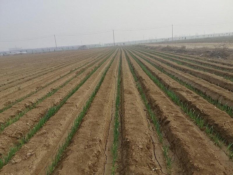 種大蔥用什么肥料好