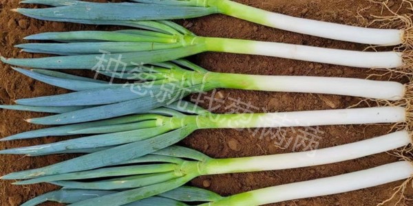 什么肥能讓大蔥快速生長?大蔥施什么肥料長得快?