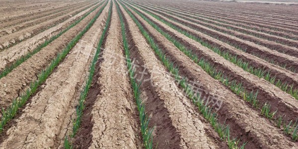 大蔥定植移栽后緩苗期內有哪些減產風險