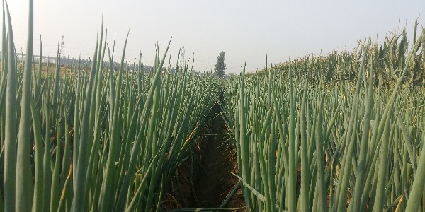 大蔥的產量高低主要取決什么？種大蔥用什么肥料好？