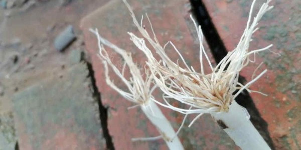 大蔥根系發育特點有哪些?蔥根發育不良有哪些原因?