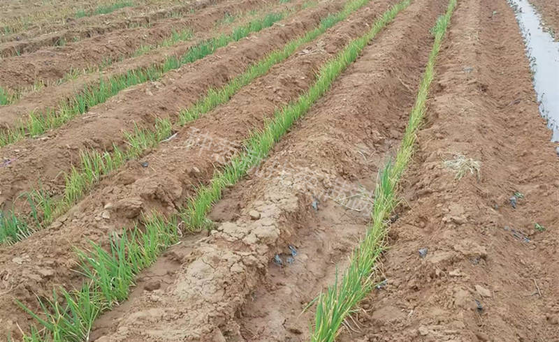 南陽新野移栽緩苗