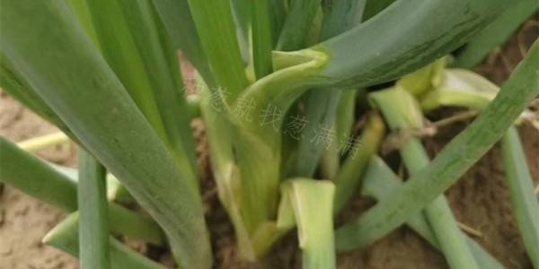 大蔥開褲您聽說過嗎?如何才能避免大蔥出現(xiàn)開褲?