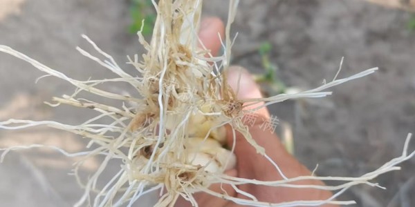 大蔥根腐病的癥狀您知道嗎?點擊查看用藥方案