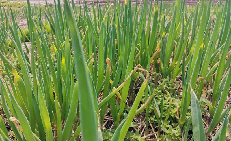 大蔥霜霉病疫病