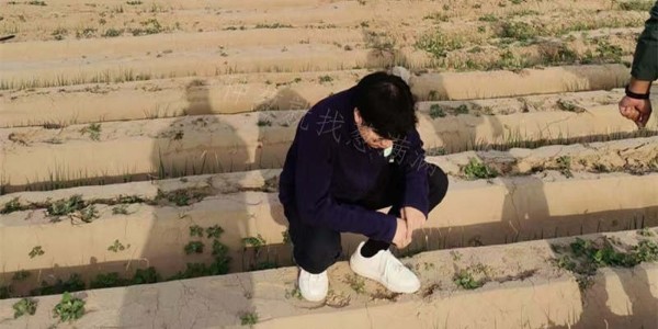 重要!大蔥移栽前的準備工作您知道嗎?