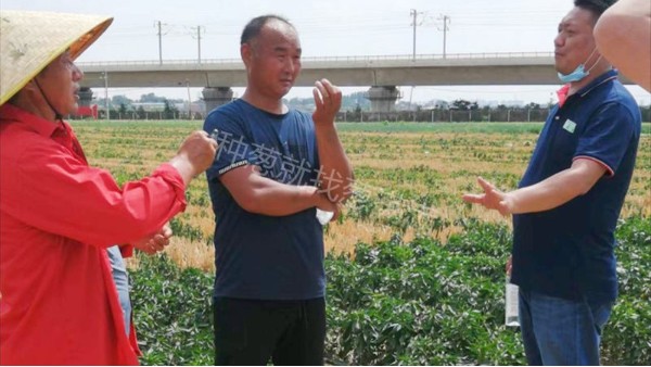 河南長葛鋼蔥種植線上線下同步技術(shù)指導(dǎo)