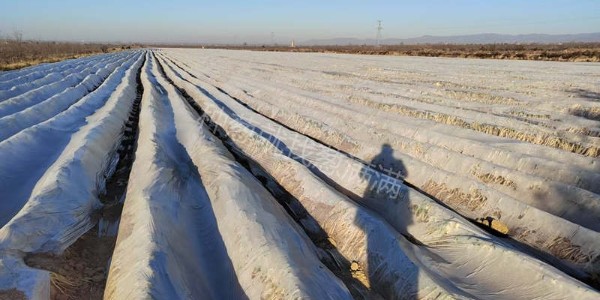 秋冬移栽的大蔥會凍死嗎?大蔥防凍措施該怎么做?