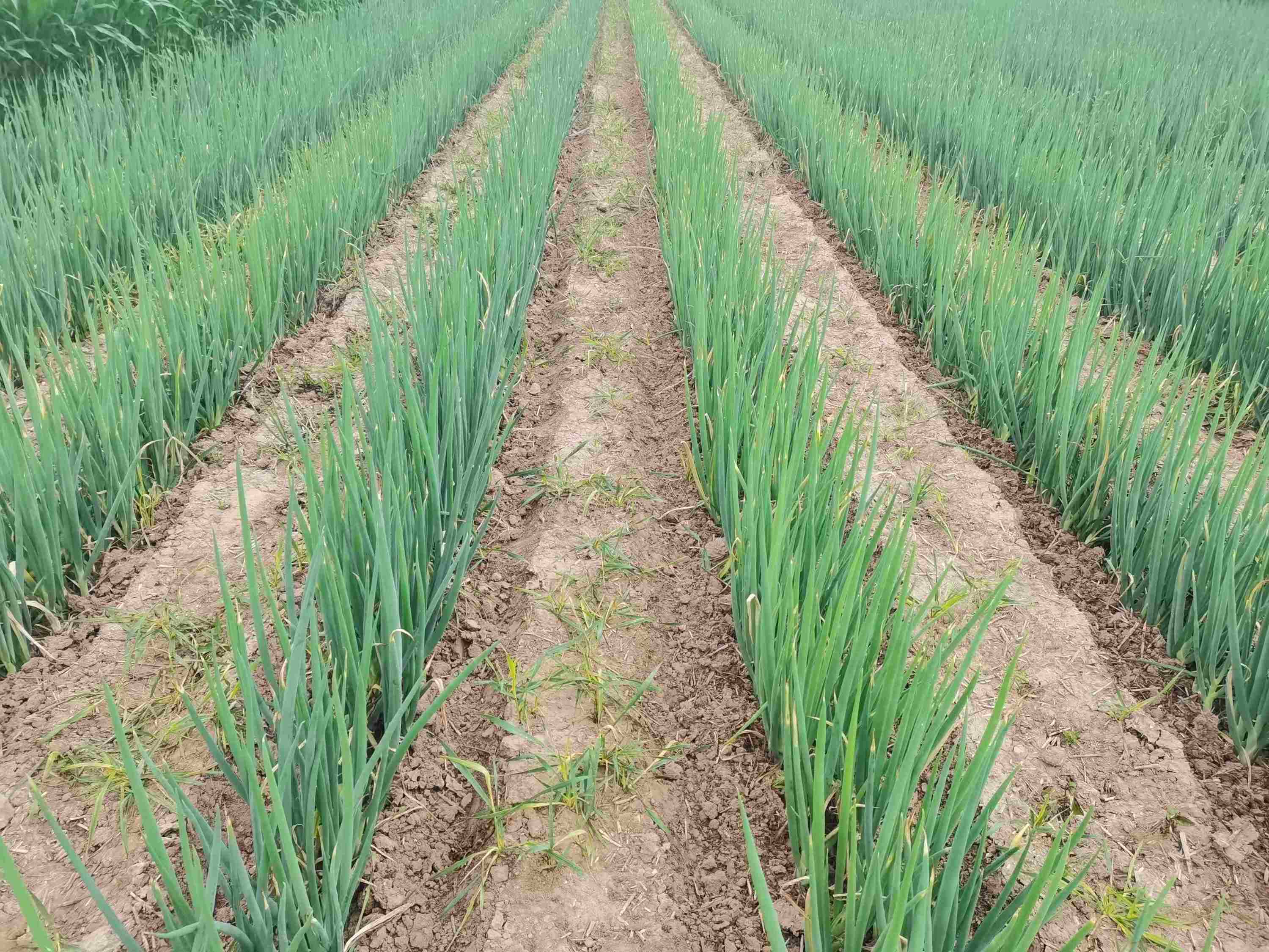大蔥種植技術(shù)