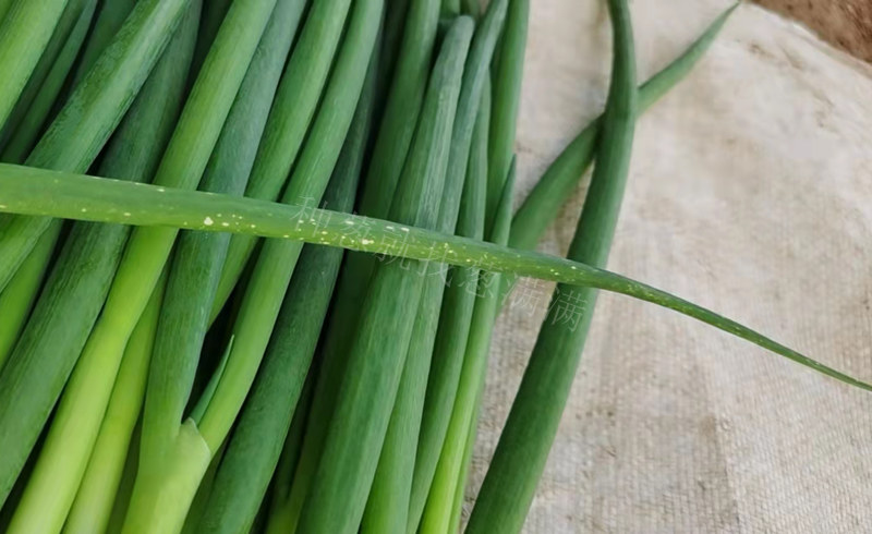 大蔥灰霉病