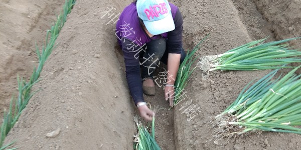 大蔥種植時間和方法