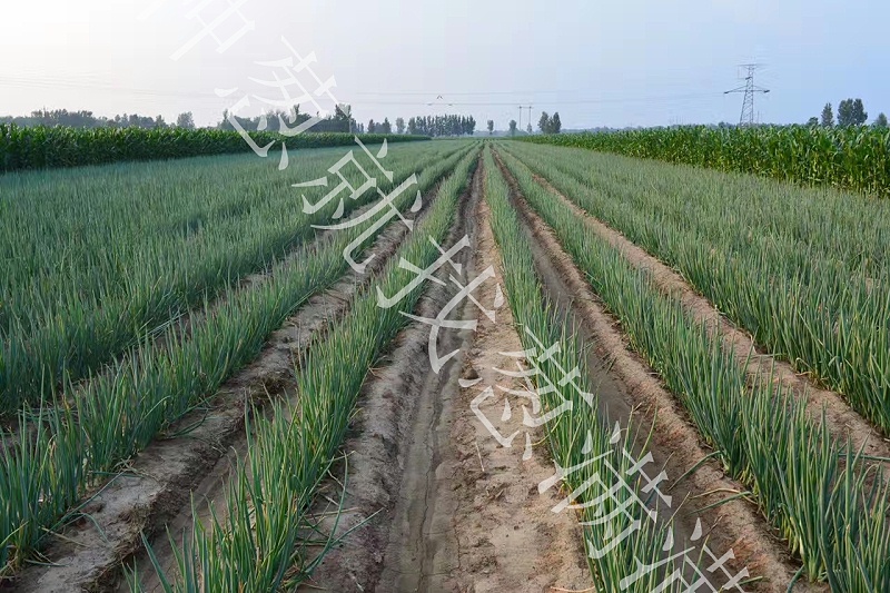 大蔥種植時間和方法