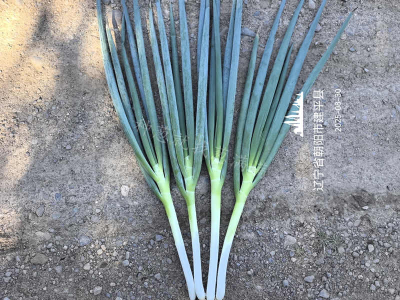 遼寧建平美白一號實拍