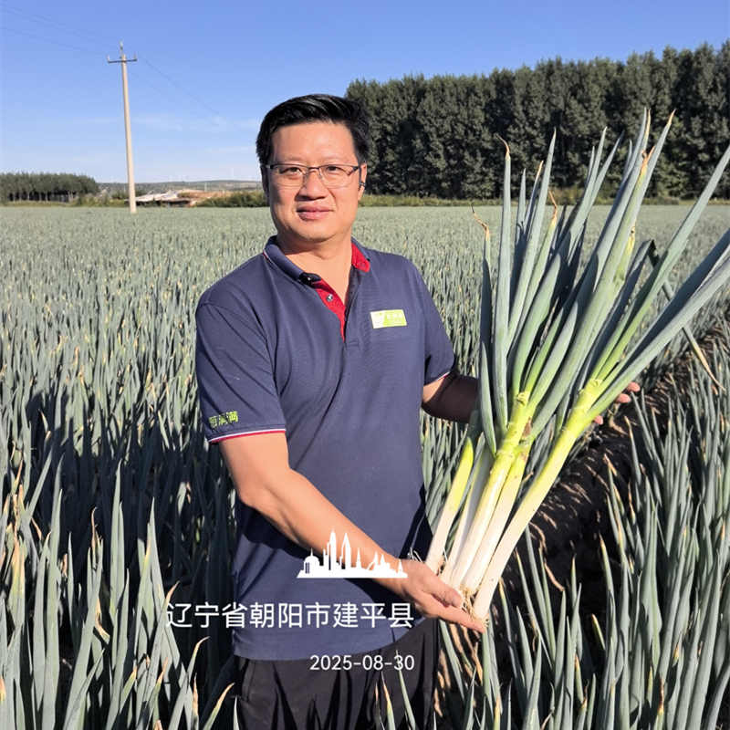 遼寧建平大蔥實拍