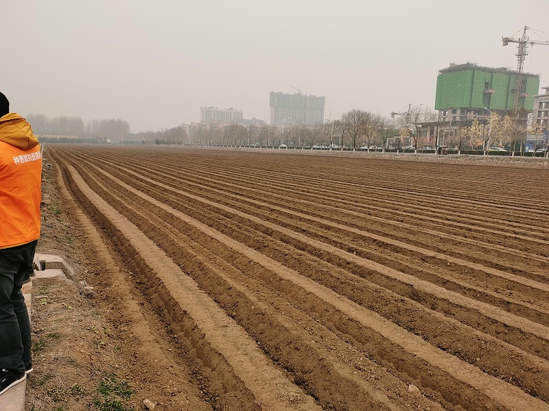 大蔥種植技術