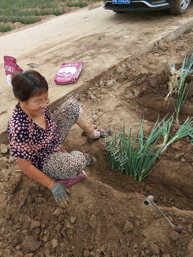 大蔥種植技術